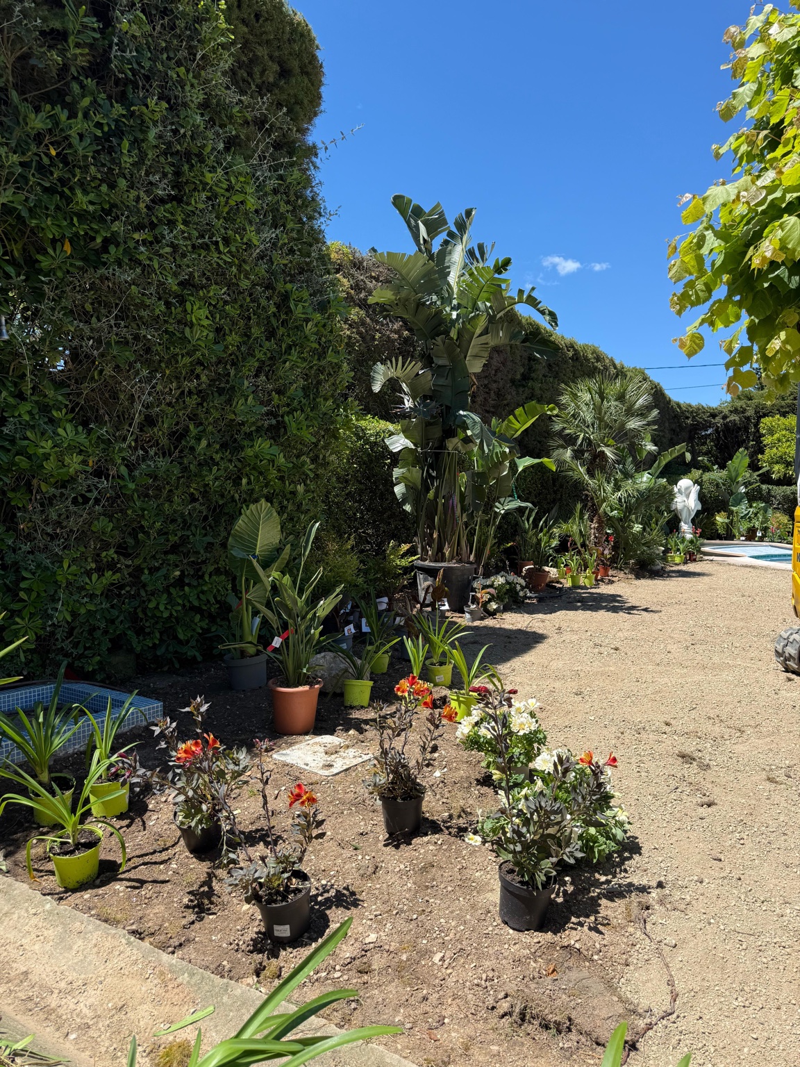 Piscine avec plantations