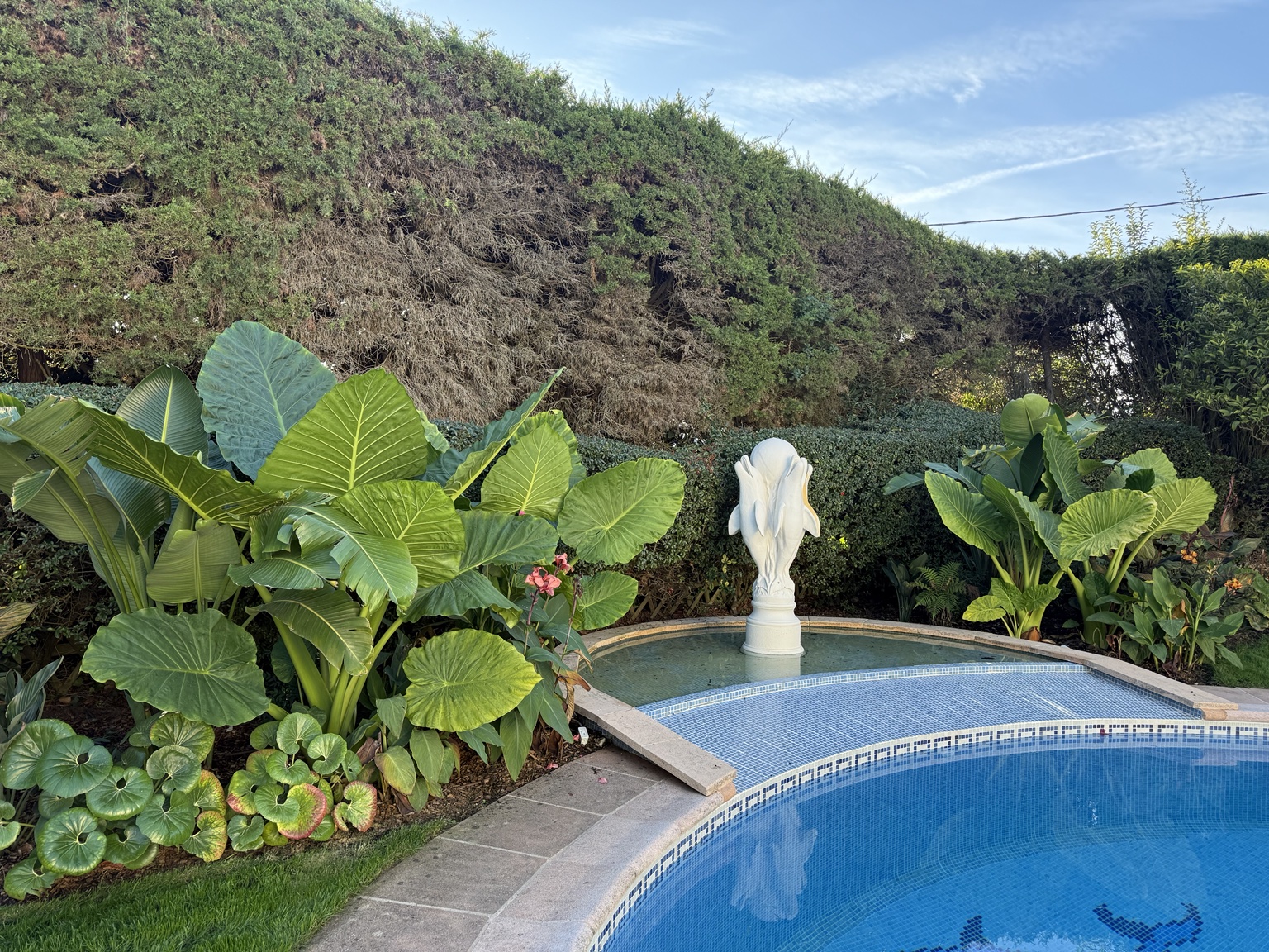 Tour de piscine avec plantations tropicales