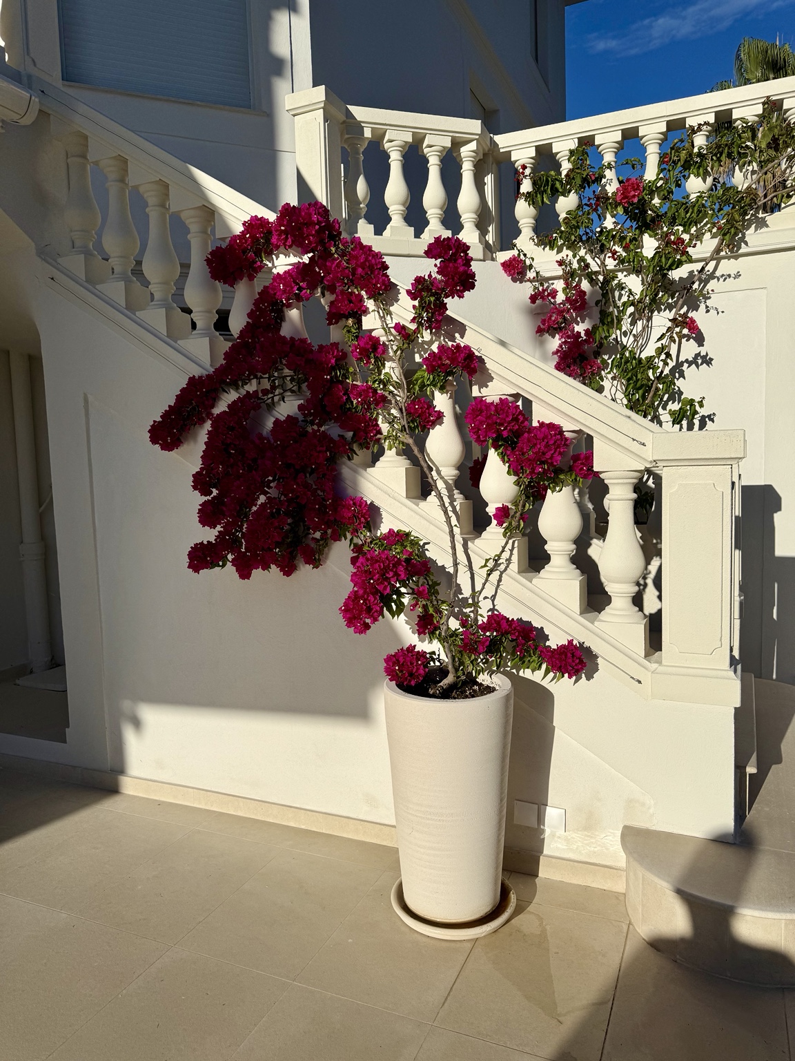 Bougainvillier en pot et escalier de villa